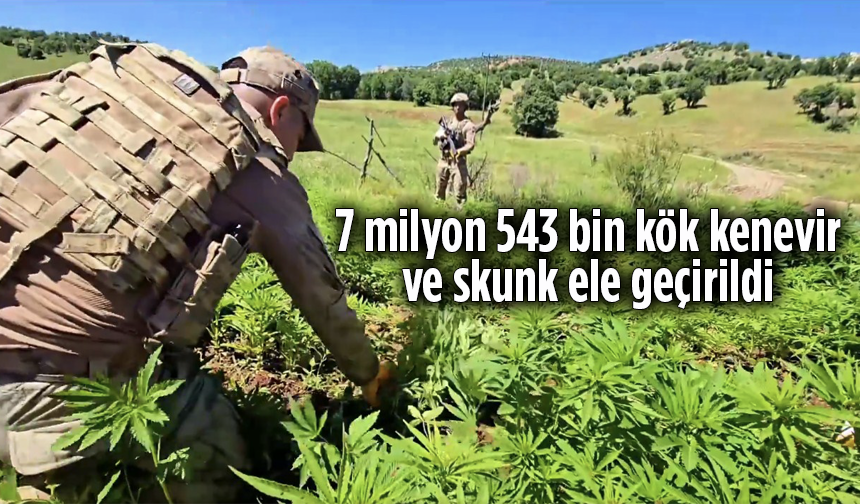 7 milyon 543 bin kök kenevir ve skunk ele geçirildi
