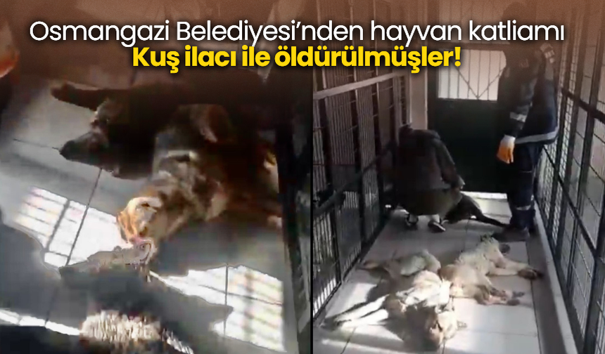 Osmangazi Belediyesi’nden hayvan katliamı Kuş ilacı ile öldürülmüşler!