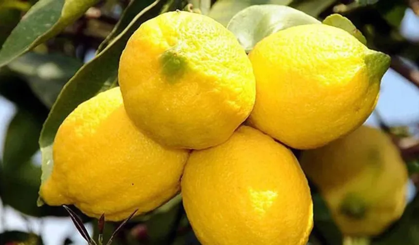 Pazarcılar Dertli: Limon Artık Düğünlerde Takılacak Kıymette