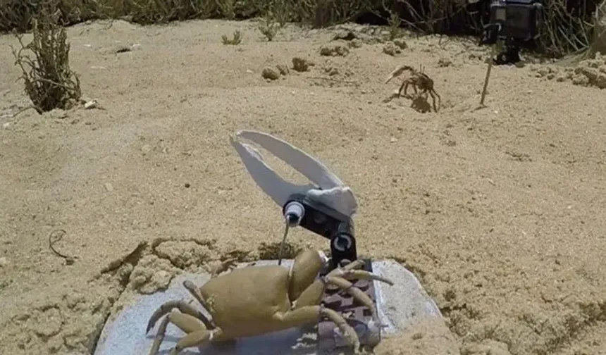 Robot Yengeç Doğada Kabul Görmedi!