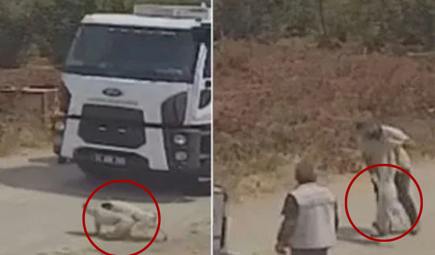 Oyun Oynayan İki Köpek Çöp Kamyonunun Altında Kaldı!