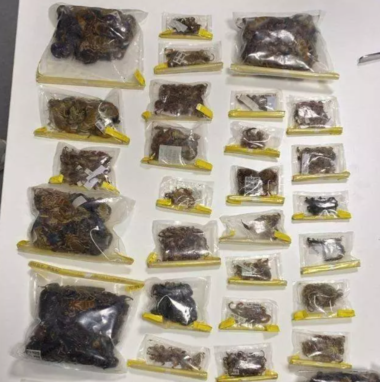 ABD’li profesör adli kontrol şartıyla serbest bırakıldı