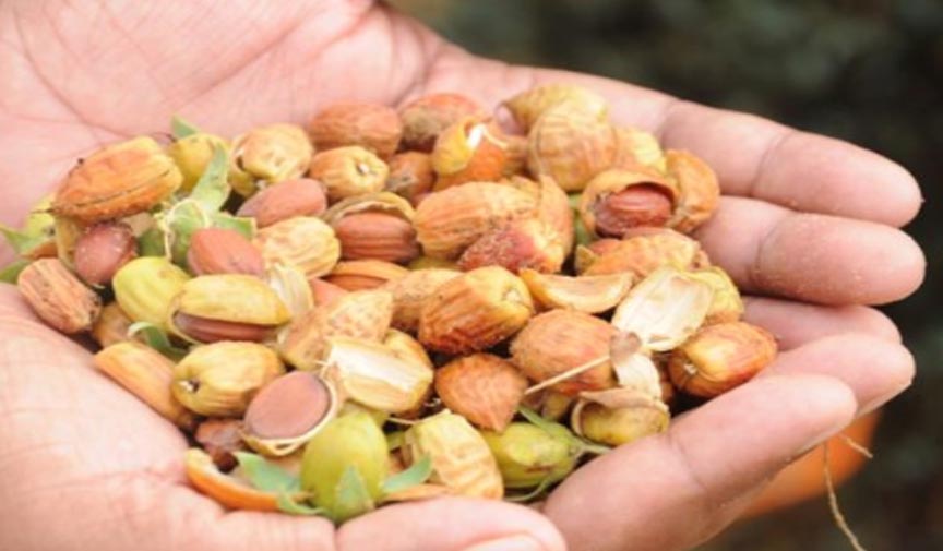 Jojoba Bitkisi Nedir