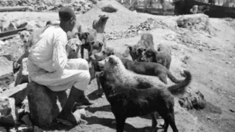 Hayırsız Ada Köpek