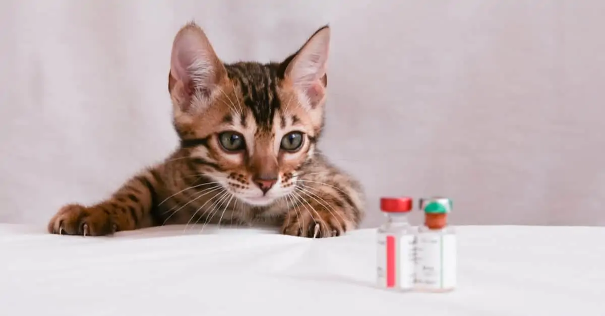 Kedi Aşı