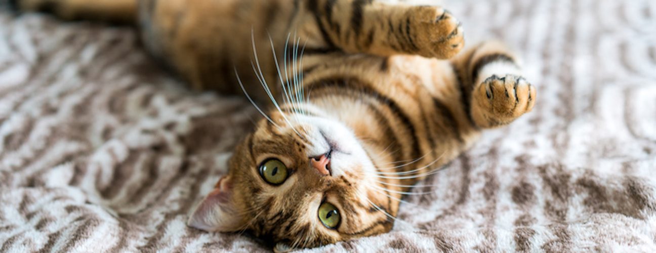 Kedi Tüyü-1