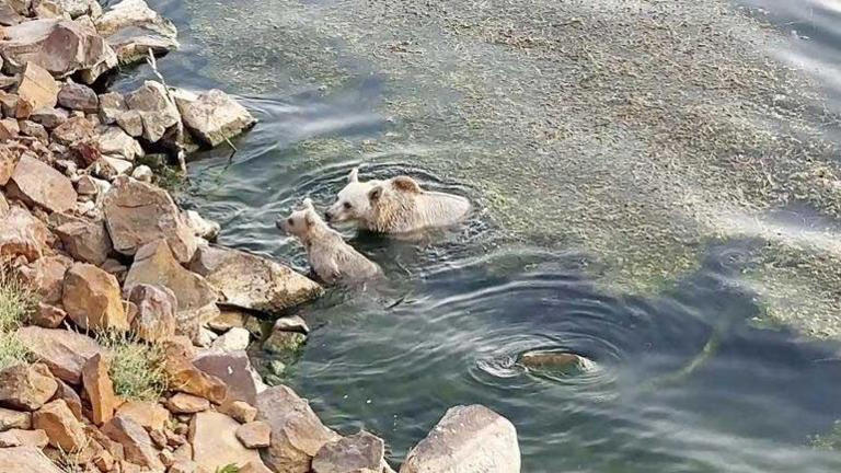 Ayı Saldırısı 1