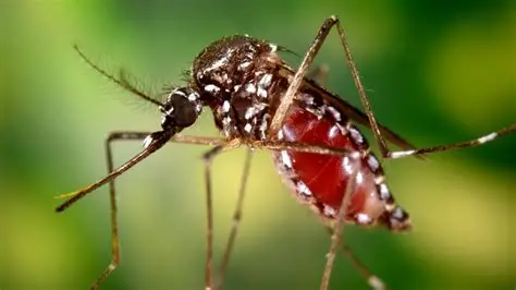Chikungunya Virüsü3