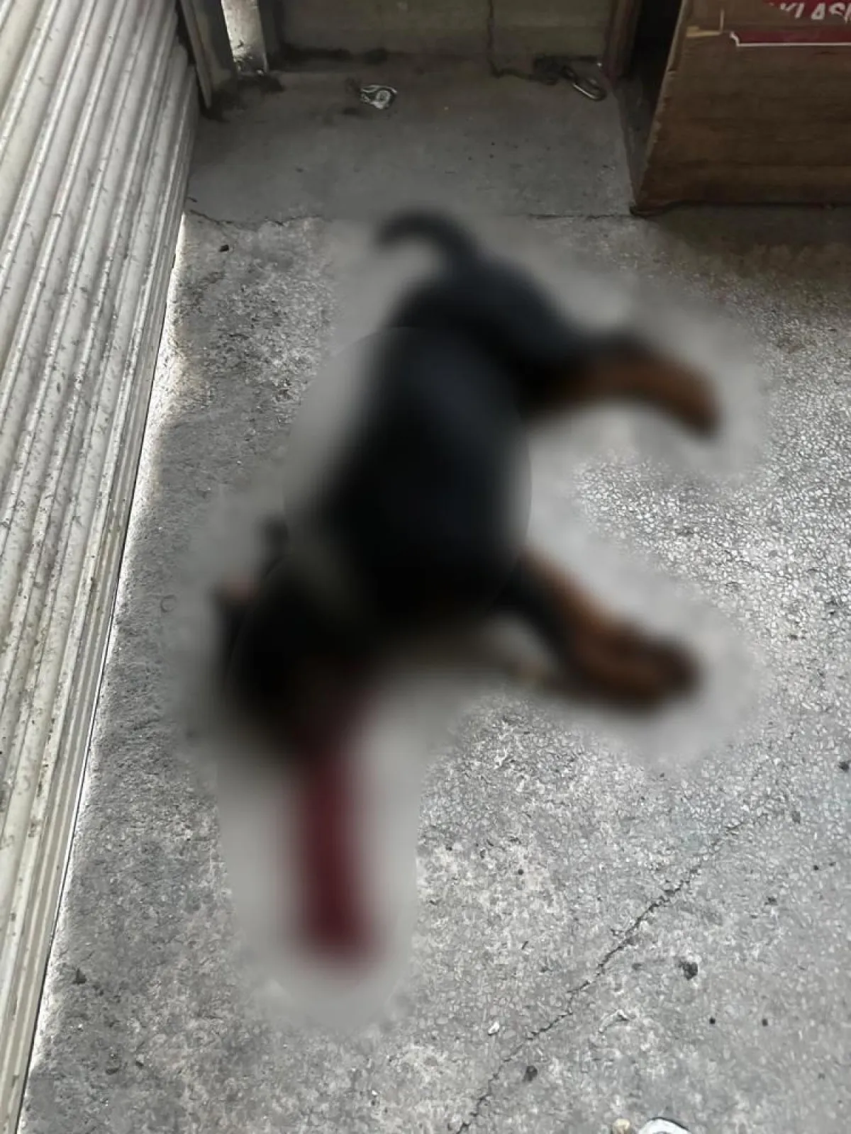 Köpeği Vurdu 1
