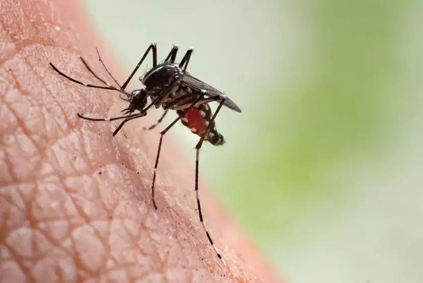 Chikungunya 2