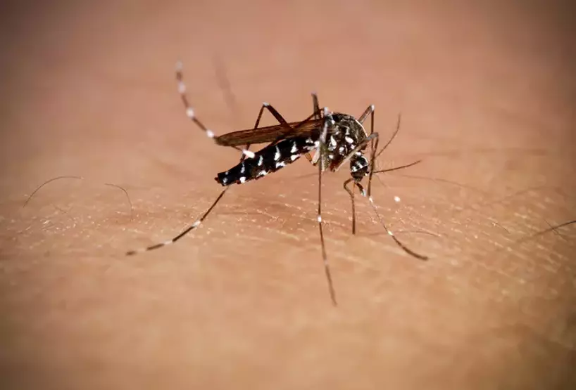 Chikungunya