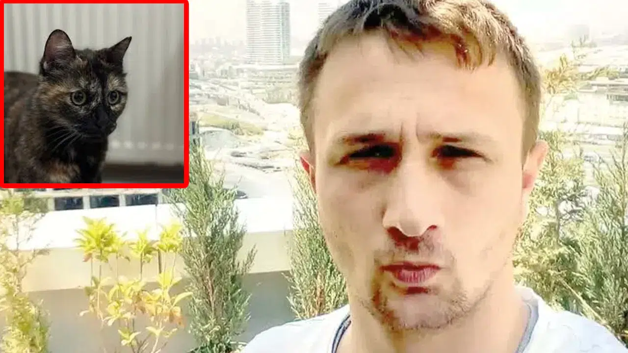 Cezve Kedi 3