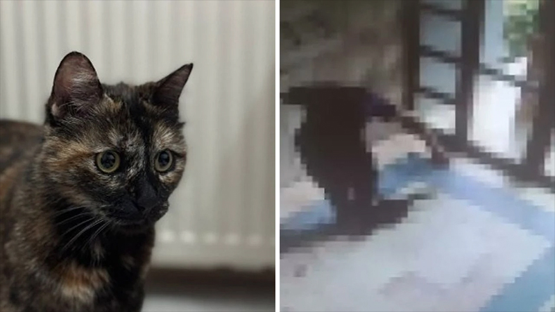 Cezve Kedi